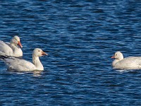 A2Z4482c  Ross's Goose (Chen rossii) & Snow Geese (Chen caerulescens)